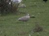 Larus sp. at Canvey Wick (Steve Arlow) (67473 bytes)